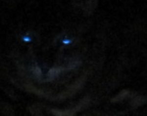 暗闇　猫